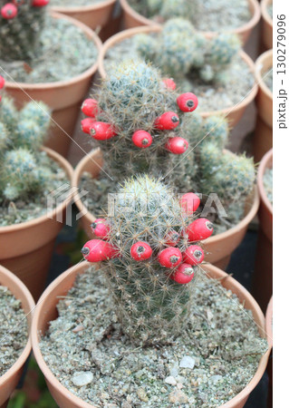 Mammillaria prolifera cactus and succulent plant 130279096