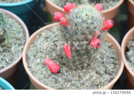 Mammillaria prolifera cactus and succulent plant 130279098
