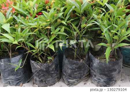 Neonauclea flower plant on bag 130279104