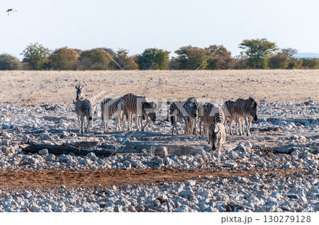 Zebra in Etosha 130279128