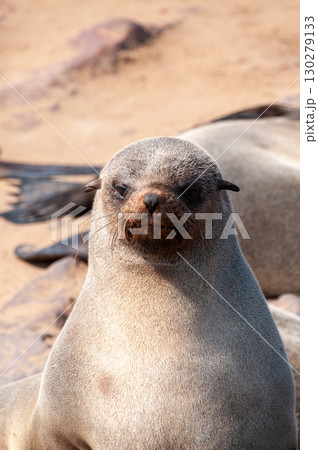 Closeup of a seal at cape cross 130279133