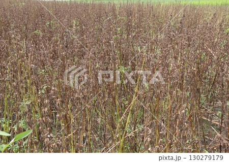 ripe sesame plant on farm for harvest 130279179