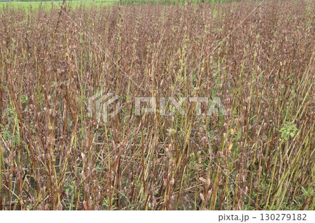 ripe sesame plant on farm for harvestの写真素材 [130279182] - PIXTA