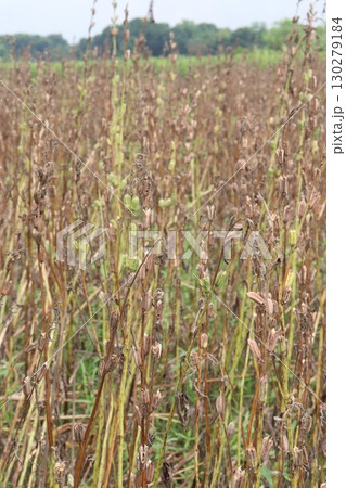ripe sesame plant on farm for harvest 130279184