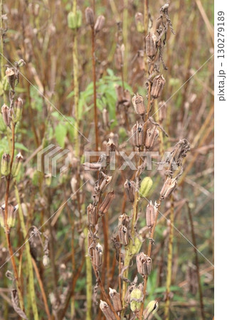 ripe sesame plant on farm for harvest ripe sesame plant on farm for harvest 130279189