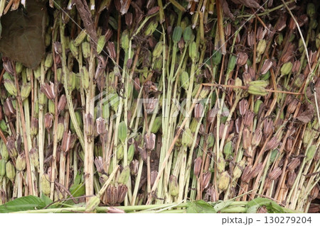 ripe sesame plant on farm for harvest 130279204