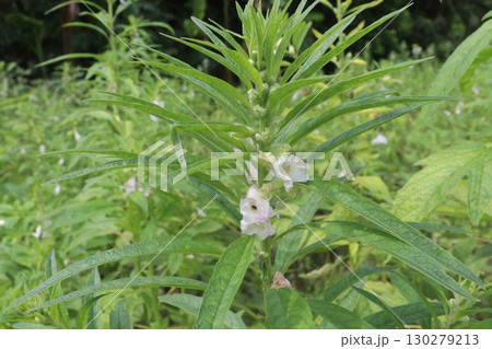 ripe sesame plant on farm for harvest ripe sesame plant on farm for harvest 130279213