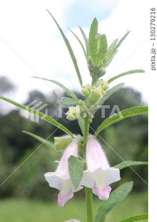 ripe sesame plant on farm for harvest ripe sesame plant on farm for harvest 130279216