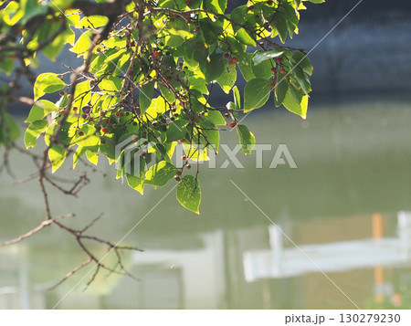 木漏れ日を浴びた夏のエノキ(色付き始めた実をつけた榎) 木漏れ日を浴びた夏のエノキ(色付き始めた実をつけた榎) 130279230