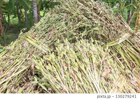 ripe sesame plant on farm for harvest 130279241