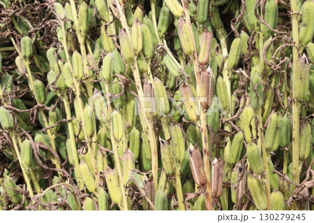 ripe sesame plant on farm for harvest 130279245