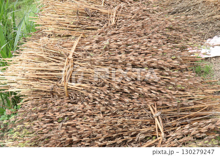 ripe sesame plant on farm for harvest 130279247