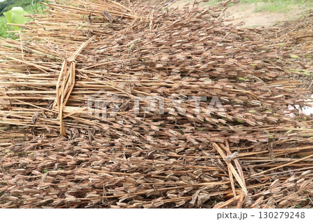 ripe sesame plant on farm for harvest 130279248
