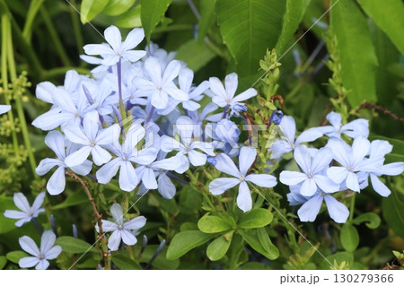 plumbago auriculata flower plant on nursery plumbago auriculata flower plant on nursery 130279366
