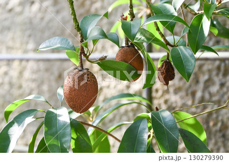 サポジラ(チューインガムの木) Sapodilla(Chewing gum tree) サポジラ(チューインガムの木) Sapodilla(Chewing gum tree) 130279390