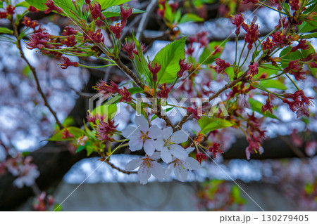 オオシマザクラ 130279405