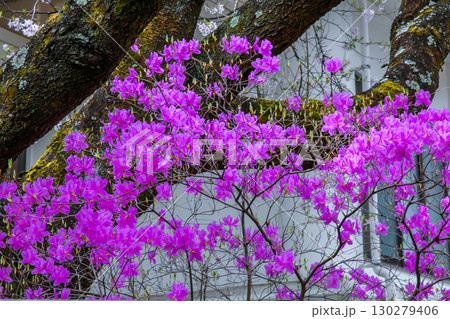 ツツジ 130279406