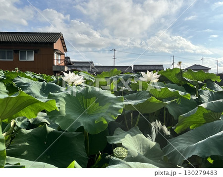 田舎の風景 田舎の風景 130279483