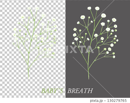 Gypsophila watercolor illustration Gypsophila watercolor illustration 130279765