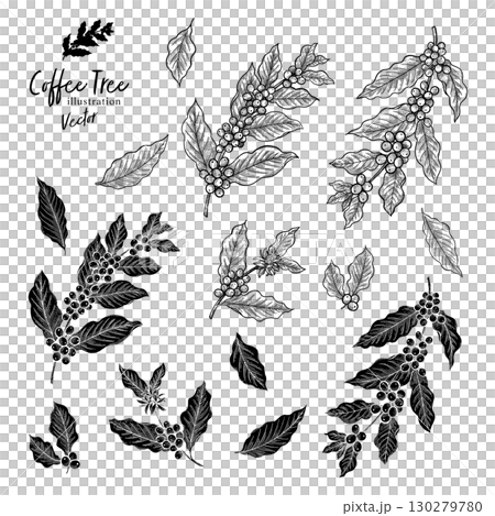 Coffee tree line drawing vector illustration 130279780