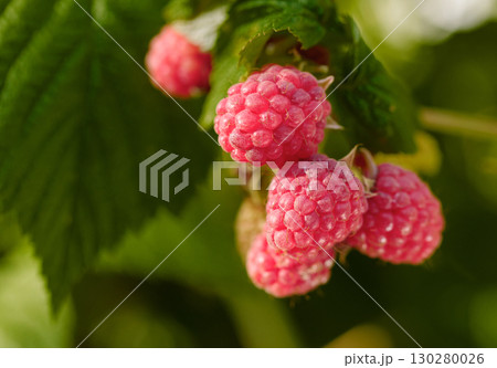 Close-up of ripening red raspberries on the vine. Close-up of ripening red raspberries on the vine. 130280026