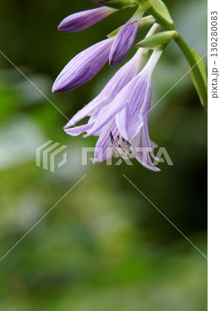 ギボウシ ギボウシ 130280083