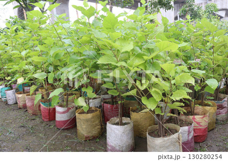 Night blooming jasmine flower plant on nursery 130280254