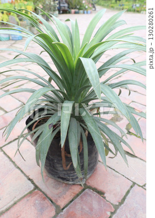 pandanus tectorius medicinal plant on nursery pandanus tectorius medicinal plant on nursery 130280261