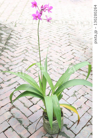 Spathoglottis plicata flower plant on nursery 130280264