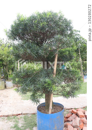 Podocarpus macrophyllus plant on pot Podocarpus macrophyllus plant on pot 130280272