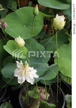 Nelumbo nucifera also called yellow lotus flower on pot Nelumbo nucifera also called yellow lotus flower on pot 130280277