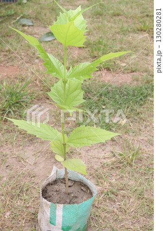 Night blooming jasmine flower plant on nursery 130280281