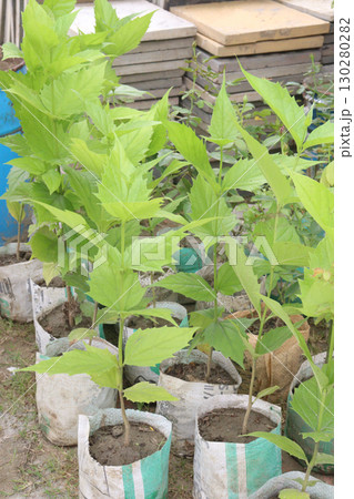 Night blooming jasmine flower plant on nursery Night blooming jasmine flower plant on nursery 130280282