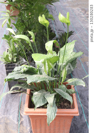 Spathiphyllum tree plant on farm Spathiphyllum tree plant on farm 130280283