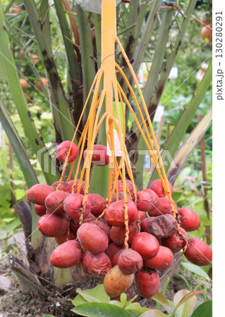 date palm plant on nursery for sell date palm plant on nursery for sell 130280291