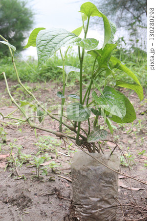 Piper betle linn leaf plant on farm Piper betle linn leaf plant on farm 130280298