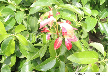 Cinnamomum osmophloeum spice tree plant 130280305