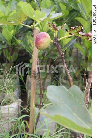 Fig fruit on tree in farm 130280314