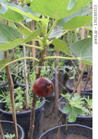 Fig fruit on tree in farm Fig fruit on tree in farm 130280315