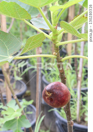 Fig fruit on tree in farm Fig fruit on tree in farm 130280316