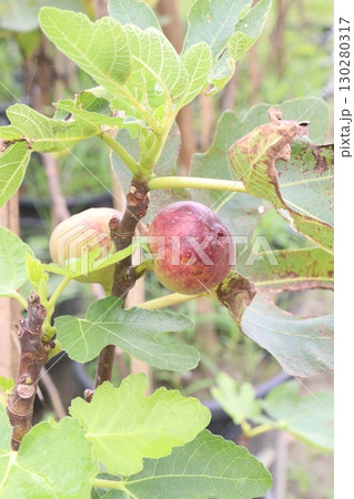 Fig fruit on tree in farm Fig fruit on tree in farm 130280317