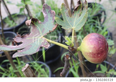 Fig fruit on tree in farm 130280319