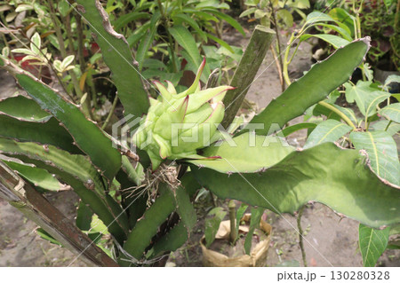 dragon fruit on tree in firm 130280328