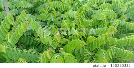 Phyllanthus acidus tree plant on pot Phyllanthus acidus tree plant on pot 130280333
