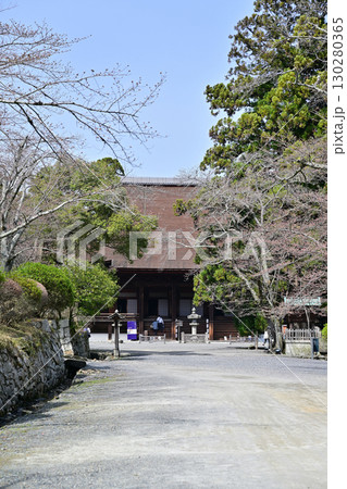 滋賀県　三井寺（園城寺)2024年春 130280365