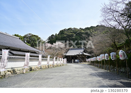 滋賀県　三井寺（園城寺)2024年春 130280370