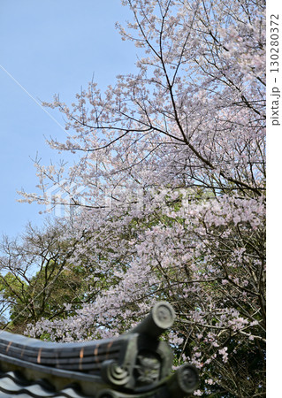 滋賀県　三井寺（園城寺)2024年春 130280372