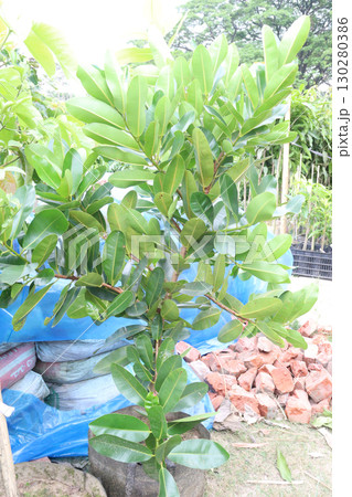 Calophyllum inophyllum flower plant on pot 130280386