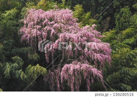 福島県三春町 福聚寺の枝垂れ桜 福島県三春町 福聚寺の枝垂れ桜 130280518