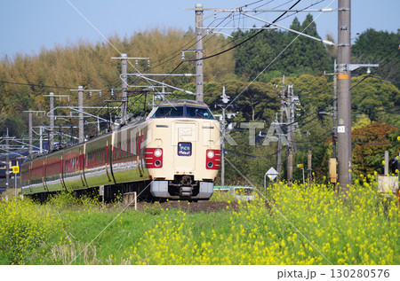 黄色い菜の花が満開の山陰本線を旧国鉄色の381系特急やくも号が駆け抜ける光景 130280576